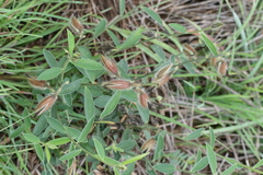 Crotalaria calycina